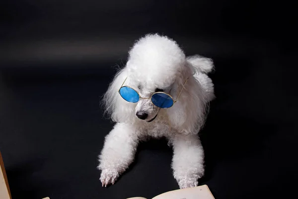 Studio Shot White Mini Poodle Black Background — Stock Photo, Image