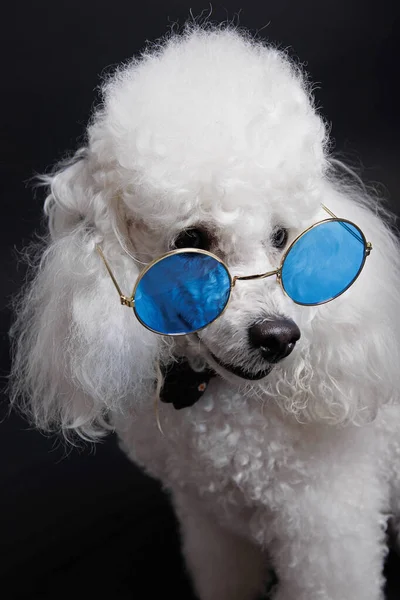 Estúdio Tiro Mini Poodle Branco Sobre Fundo Preto — Fotografia de Stock