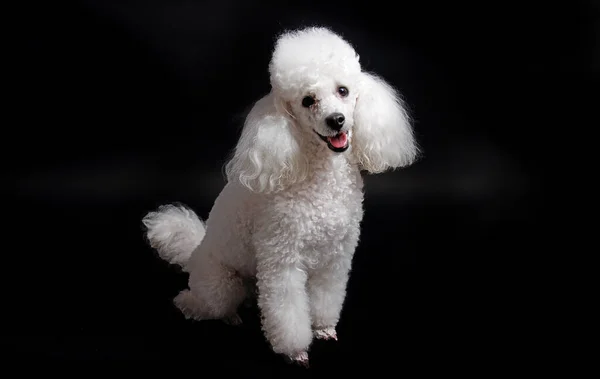 Studio Shot White Mini Poodle Black Background — Stock Photo, Image