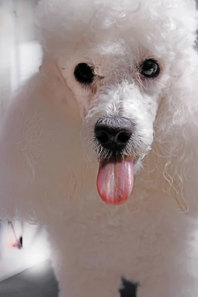 Retrato Poodle Branco Isolado Fundo Cinza — Fotografia de Stock