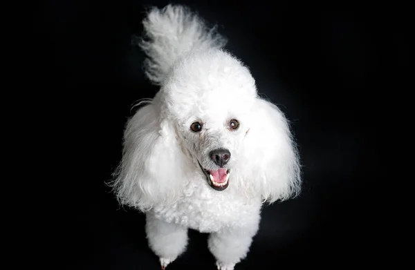 Estúdio Tiro Mini Poodle Branco Sobre Fundo Preto — Fotografia de Stock