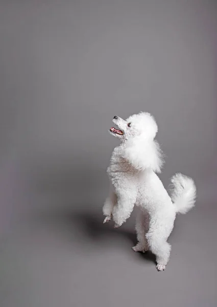 Portrait White Poodle Isolated Gray Background — Stock Photo, Image