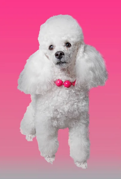 Cão Poodle Branco Com Contas Rosa Isolado Fundo Rosa — Fotografia de Stock