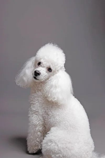 Portrait White Poodle Isolated Gray Background — Stock Photo, Image