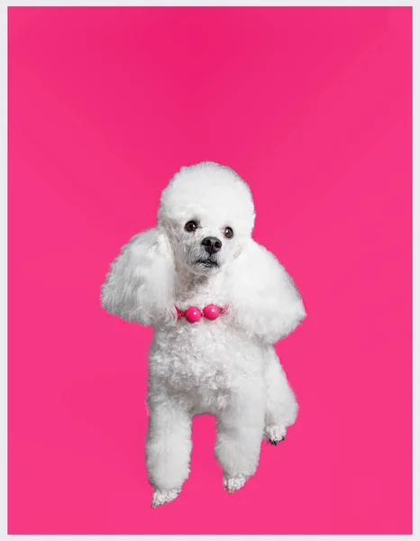 Cão Poodle Branco Com Contas Rosa Isolado Fundo Rosa — Fotografia de Stock