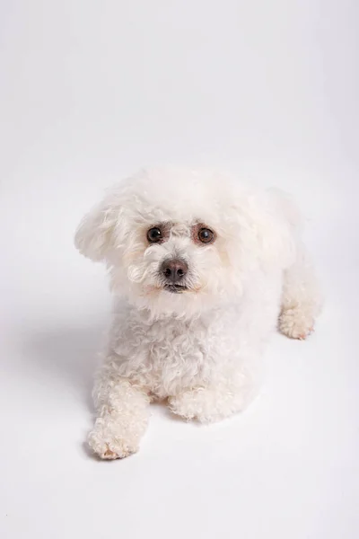 Bichon Frise Dog White Background Studio Shot — Stok Foto