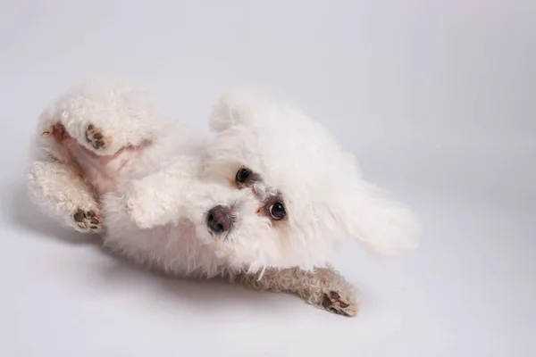 Bichon Frise Perro Sobre Fondo Blanco Filmado Estudio —  Fotos de Stock