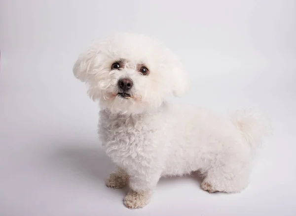 Bichon Frise dog on white background, studio shot.