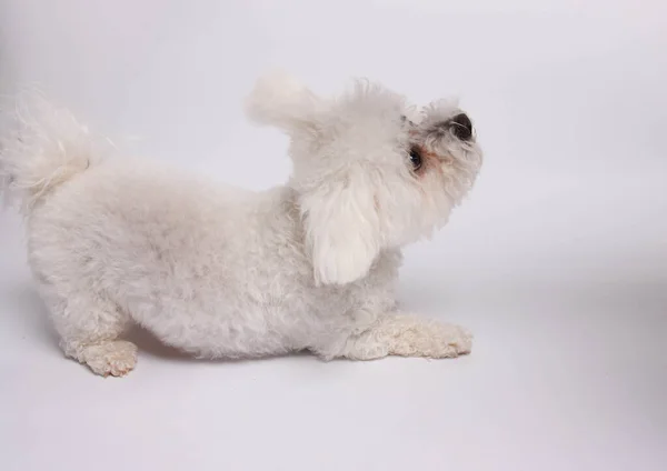Bichon Frise Dog White Background Studio Shot — Stok Foto