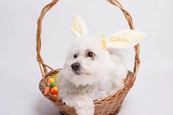 Bílý Pes Velikonočním Zajíčkem Uši Košíku Bílém Pozadí — Stock fotografie