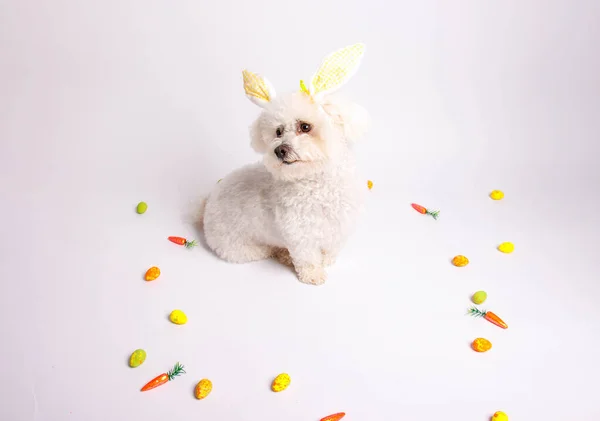 Perro Blanco Con Orejas Conejo Pascua Una Canasta Sobre Fondo — Foto de Stock