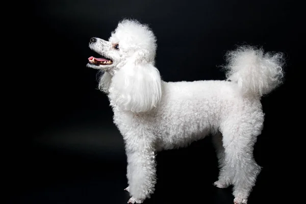 Studio Shot White Mini Poodle Black Background Royalty Free Stock Photos