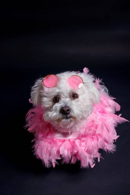 Beyaz arka planda Bichon Frise köpeği, stüdyo çekimi.