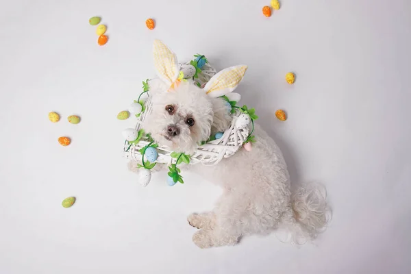 White Dog Easter Bunny Ears Basket White Background — Stock Photo, Image