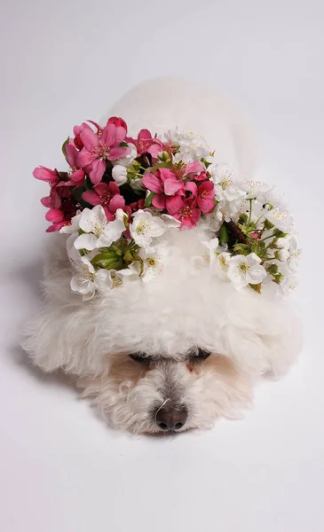 白を背景にしたBichon Friseの犬 スタジオショット — ストック写真