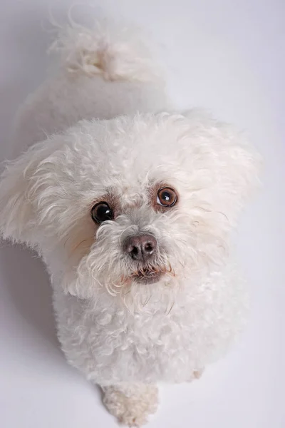 Bichon Frise Perro Sobre Fondo Blanco Filmado Estudio —  Fotos de Stock