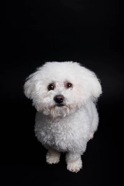 Bichon Frise Pes Bílém Pozadí Studio Shot — Stock fotografie