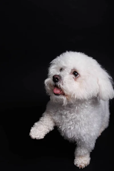 白を背景にしたBichon Friseの犬 スタジオショット — ストック写真