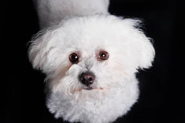 Bichon Frise dog on white background, studio shot.