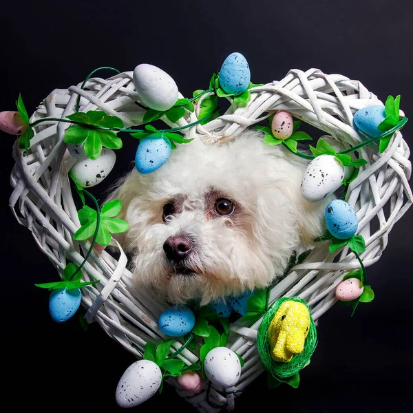 Bichon Frise Dog White Background Studio Shot — Stock Photo, Image