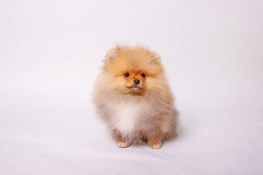 Pomeranya köpeği beyaz arka planda izole edilmiş. Stüdyo çekimi