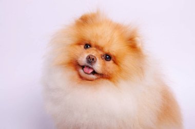 Pomeranya köpeği beyaz arka planda izole edilmiş. Stüdyo çekimi