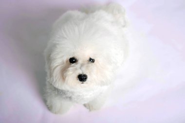 Stüdyoda çekilen Bichon Fris oyuncak köpek resmi.
