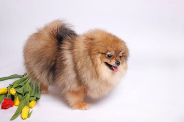 Pomeranya köpeği beyaz arka planda izole edilmiş. Stüdyo çekimi