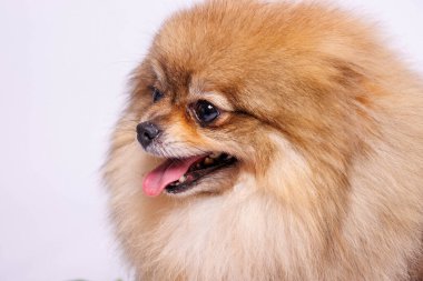 Pomeranya köpeği beyaz arka planda izole edilmiş. Stüdyo çekimi