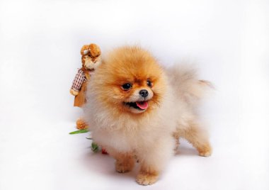 Pomeranya köpeği beyaz arka planda izole edilmiş. Stüdyo çekimi