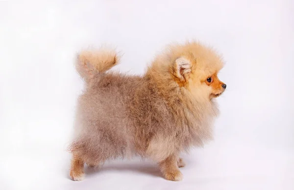 Pomeranian Hond Geïsoleerd Witte Achtergrond Studioshoot — Stockfoto