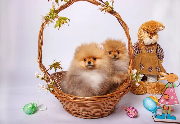 Two Pomeranian Puppies Wicker Basket White Background — Stock Photo, Image