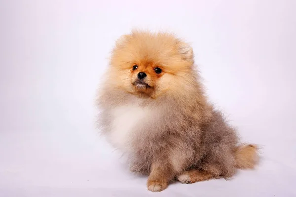 Померанський Собака Ізольований Білому Тлі Студія — стокове фото
