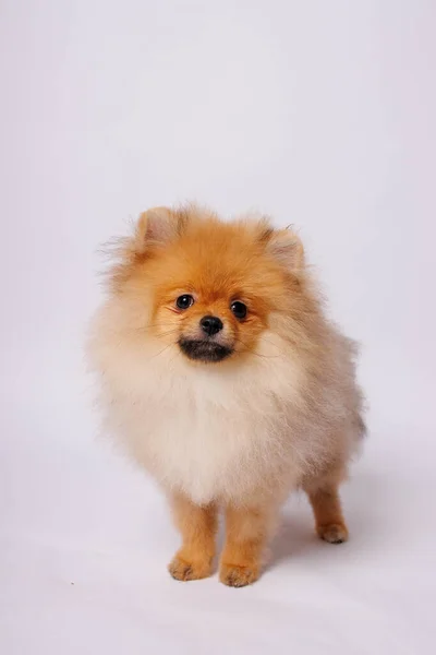 Pomeranský Pes Izolovaný Bílém Pozadí Studio Shot — Stock fotografie