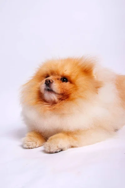 Померанський Собака Ізольований Білому Тлі Студія — стокове фото