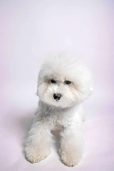 Bichon Fris Toy Dog Photo Shooting Studio — Stock Photo, Image