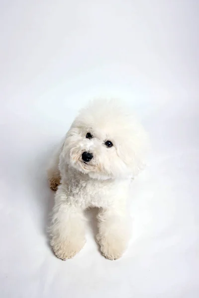 スタジオでのBichon Frisのおもちゃの犬の写真撮影 — ストック写真