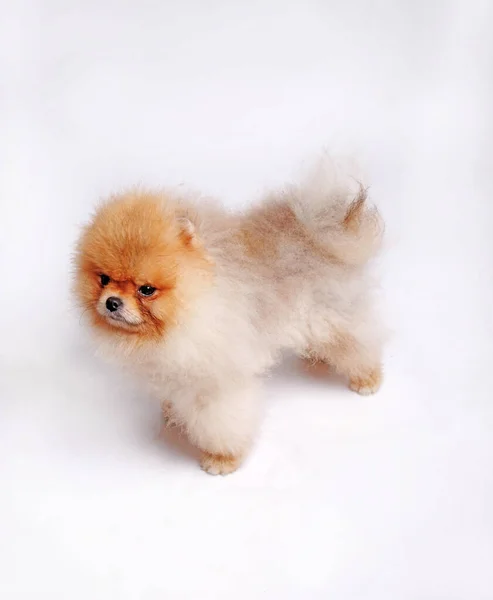 白地に隔離されたポメラニア犬 スタジオショット — ストック写真