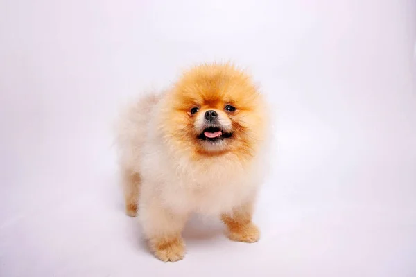 Pomeranian Hond Geïsoleerd Witte Achtergrond Studioshoot — Stockfoto