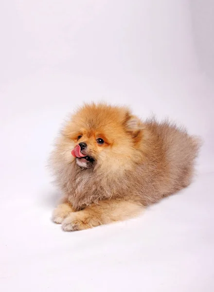 Pomeranský Pes Izolovaný Bílém Pozadí Studio Shot — Stock fotografie
