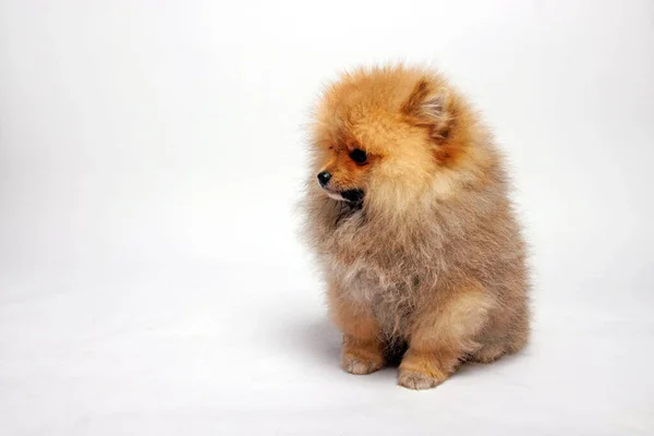 Pommerscher Hund Isoliert Auf Weißem Hintergrund Studioaufnahme — Stockfoto