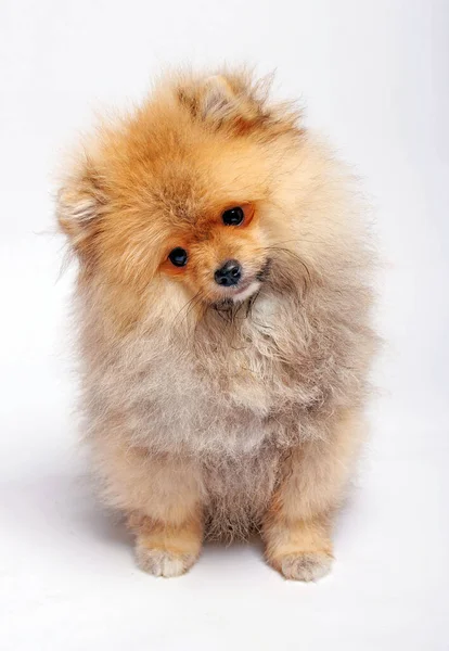 Pomeranian Dog Isolated White Background Studio Shot — Stock Photo, Image