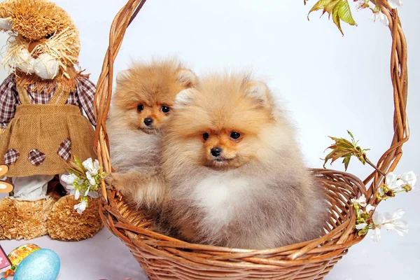 Two Pomeranian Puppies Wicker Basket White Background — Stock Photo, Image