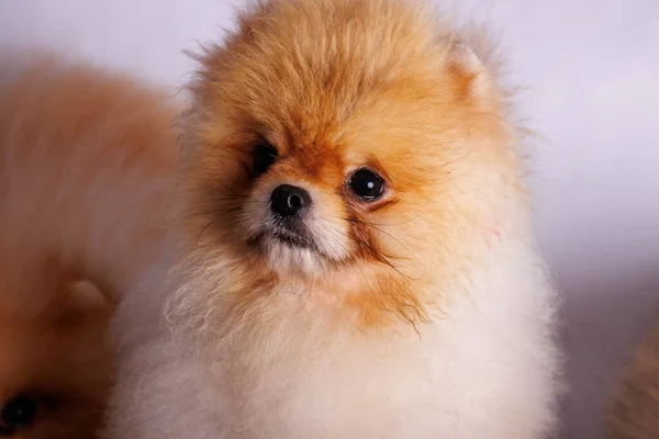Pomeranian dog isolated on white background. Studio shot