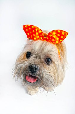 Shih Tzu stüdyodaki saf ekmek kaplı köpek fotoşopu..