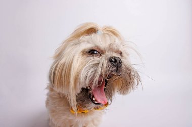 Shih Tzu stüdyodaki saf ekmek kaplı köpek fotoşopu..
