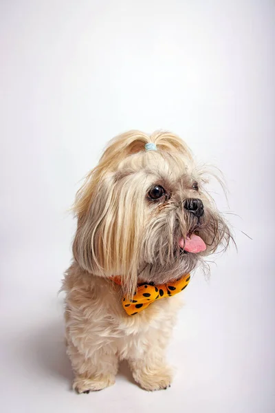 Shih Tzu Puro Cão Empanado Photoshoot Estúdio — Fotografia de Stock