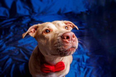 Saf ekose Pitbull köpeğinin stüdyo fotoğrafçılığı