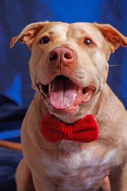 Saf ekose Pitbull köpeğinin stüdyo fotoğrafçılığı