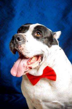Saf ekose Pitbull köpeğinin stüdyo fotoğrafçılığı